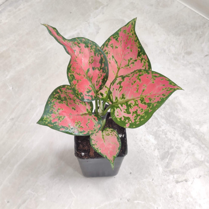 Aglaonema Anjuman Plant 7 Cm Pot