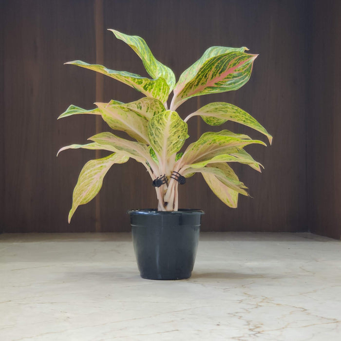 Aglaonema Butterfly Plant In 12 cm pot
