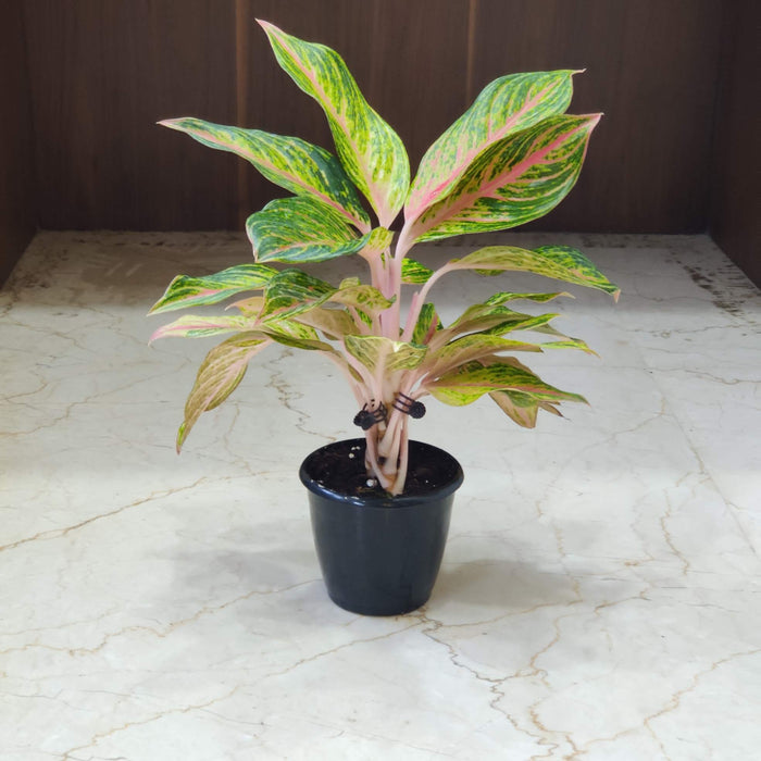 Aglaonema Butterfly Plant In 12 cm pot