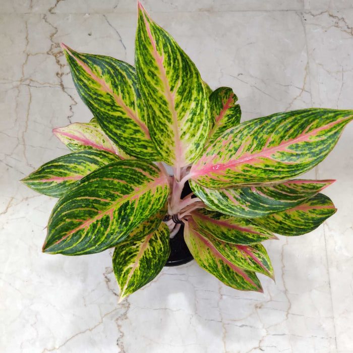Aglaonema Butterfly Plant In 12 cm pot