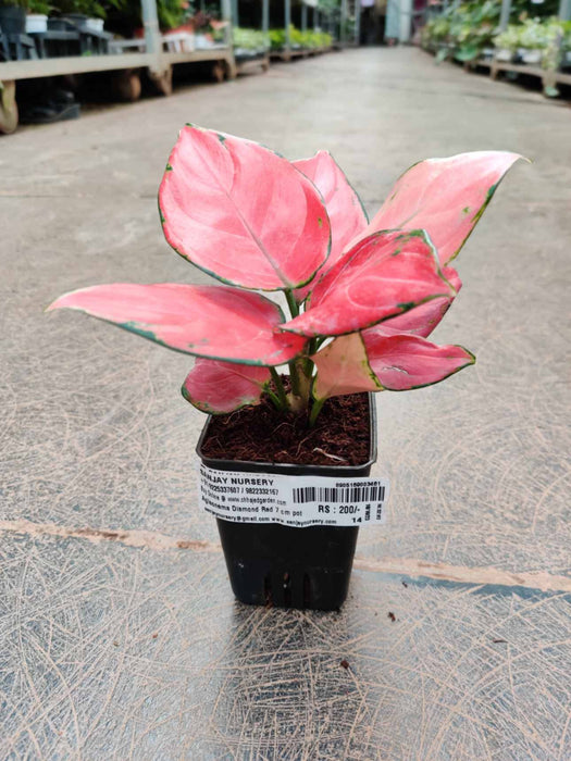 Aglaonema  Diamond Red  In 7 cm pot