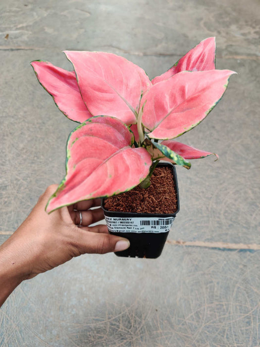 Aglaonema  Diamond Red  In 7 cm pot
