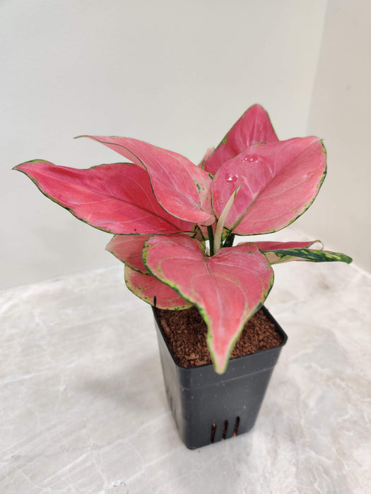 Aglaonema  Diamond Red  In 7 cm pot