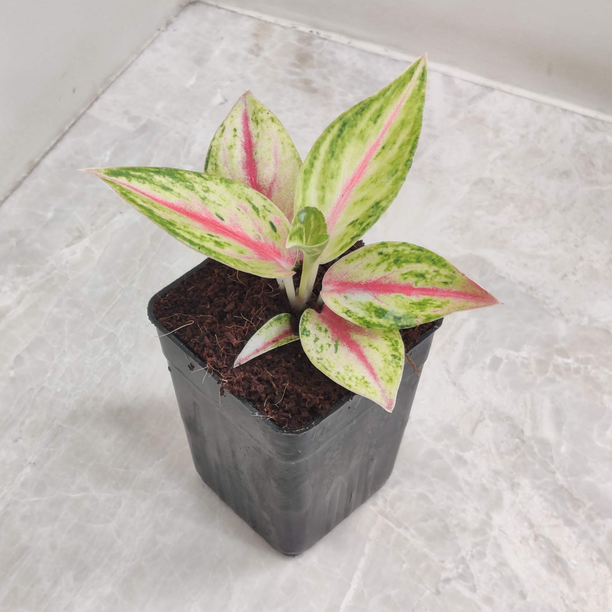Aglaonema Golden Papaya Plant In 7 Cm Pot – ChhajedGarden.com