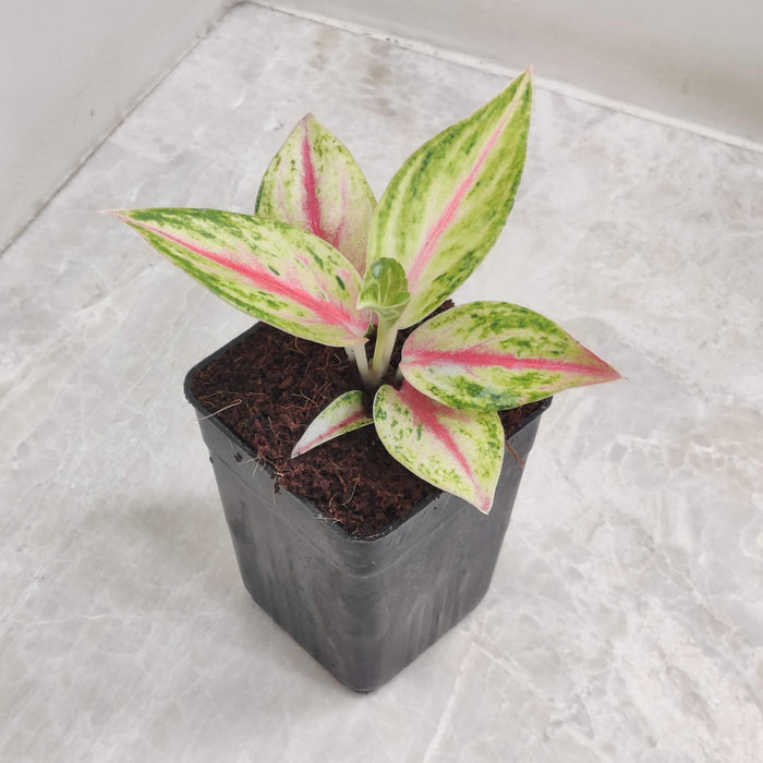 Aglaonema Golden Papaya Plant In 7 Cm Pot