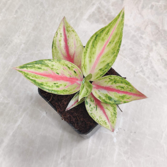 Aglaonema Golden Papaya Plant In 7 Cm Pot