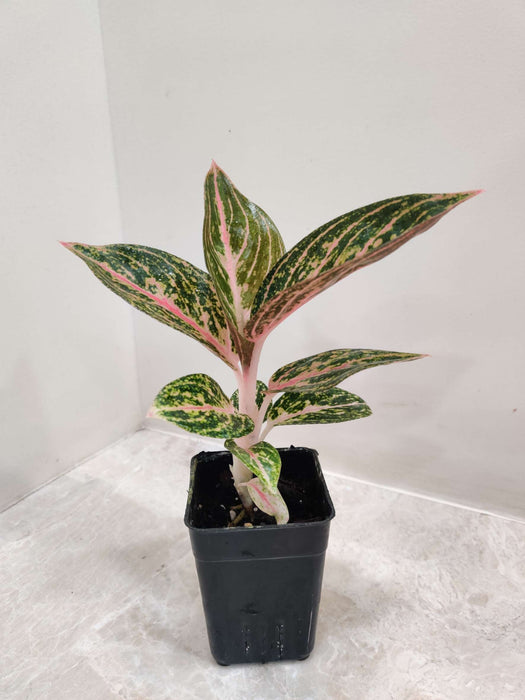 Aglaonema Golden Powder In 7 cm pot