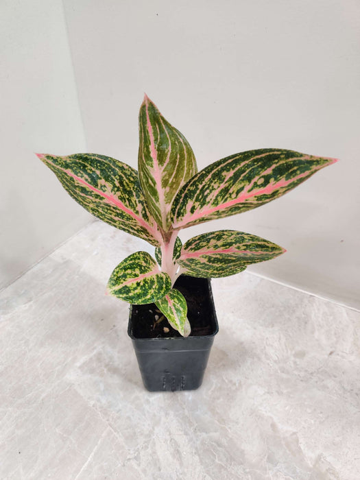 Aglaonema Golden Powder In 7 cm pot