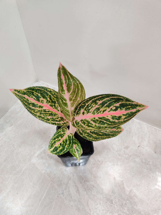 Aglaonema Golden Powder In 7 cm pot