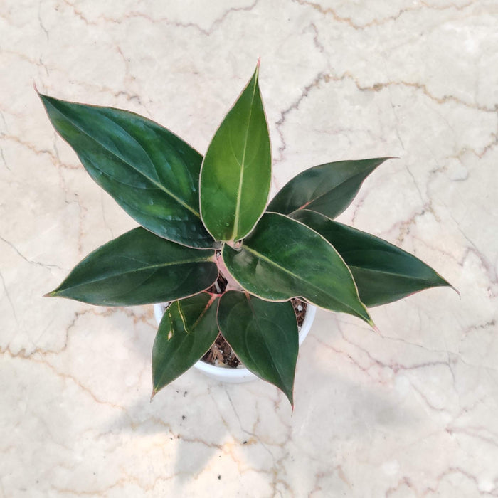 Aglaonema Green Lipstick Plant In 10 Cm Pot