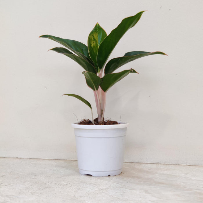 Aglaonema Green Lipstick Plant In 10 Cm Pot