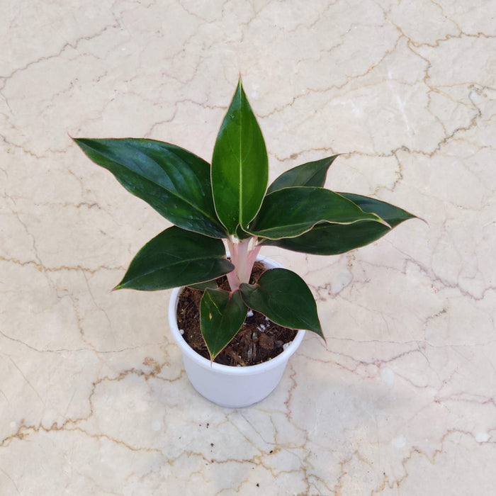 Aglaonema Green Lipstick Plant In 10 Cm Pot