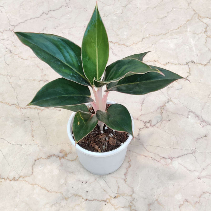 Aglaonema Green Lipstick Plant In 10 Cm Pot