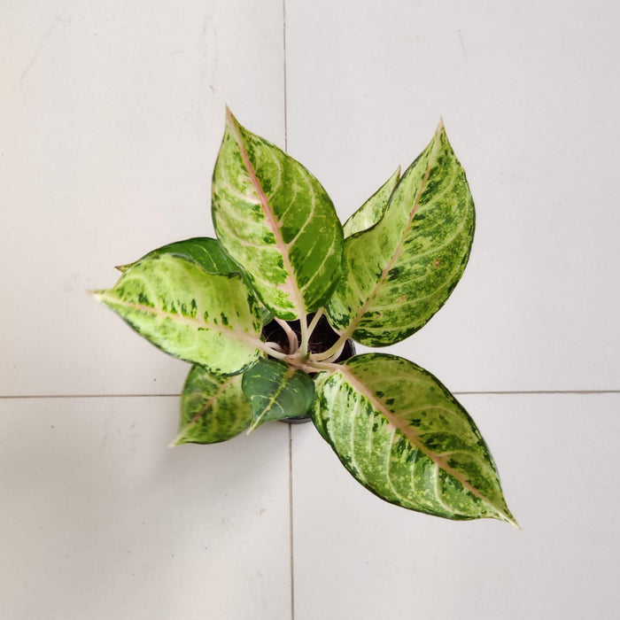 Aglaonema Green Lucky Plant In 7 Cm Pot