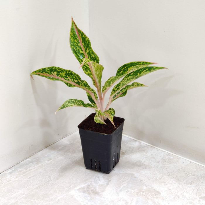 Aglaonema Happiness Plant In 7 cm pot