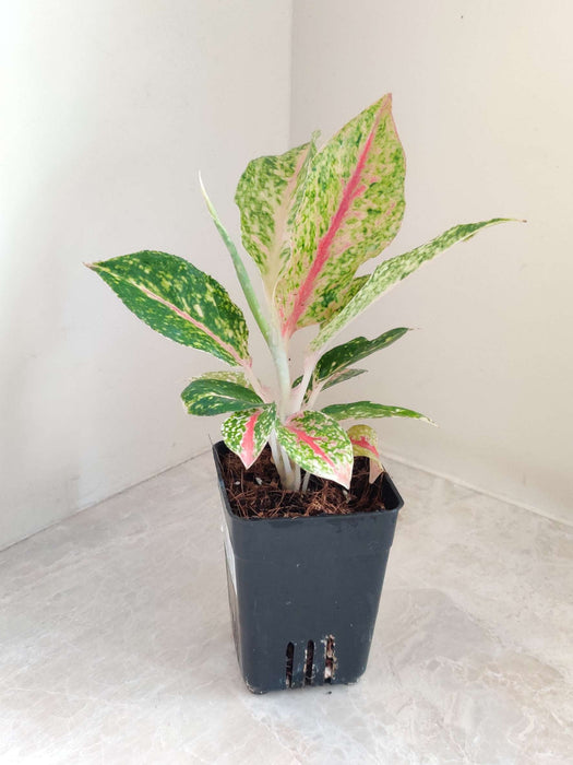 Aglaonema Happiness Plant In 7 cm pot