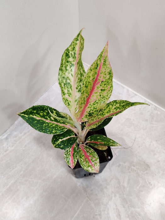 Aglaonema Happiness Plant In 7 cm pot