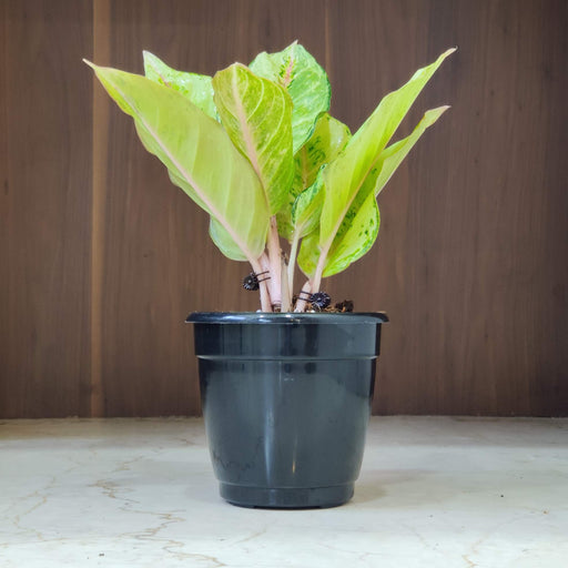 aglaonema frozen Aglaonema Lucky Frozen Ruby Plant 12 Cm Pot – ChhajedGarden.com