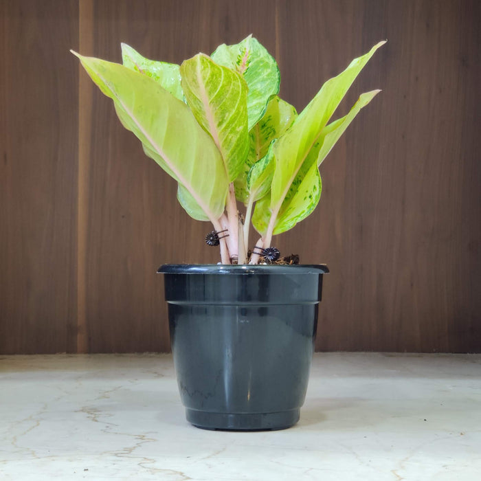 Aglaonema Lucky Frozen Ruby Plant  12 Cm Pot