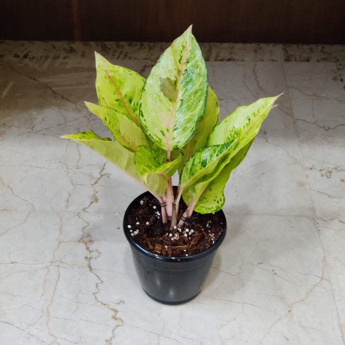 Aglaonema Lucky Frozen Ruby Plant  12 Cm Pot