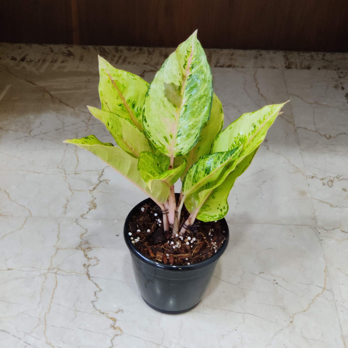 Aglaonema Lucky Frozen Ruby Plant  12 Cm Pot