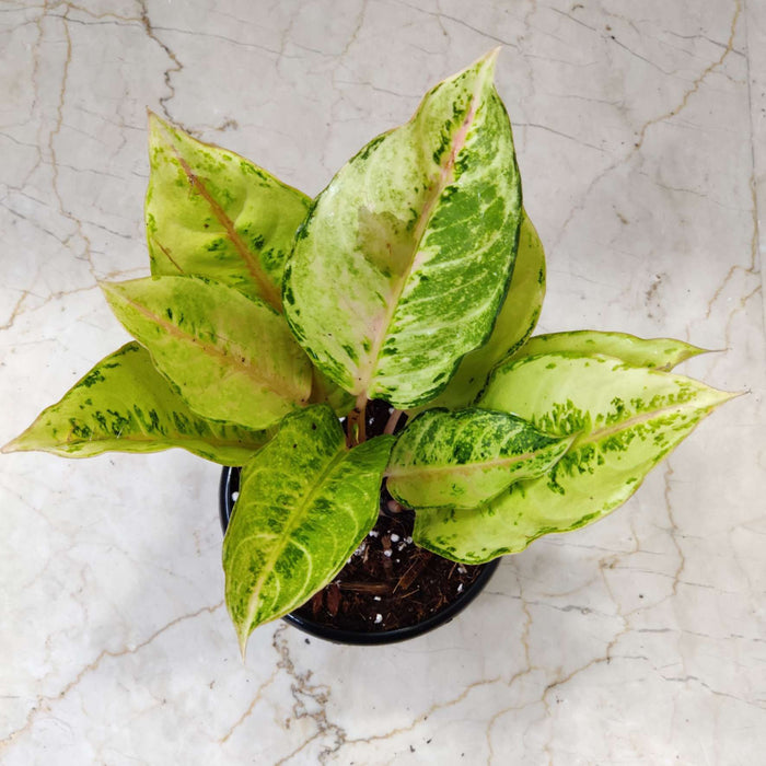 Aglaonema Lucky Frozen Ruby Plant  12 Cm Pot