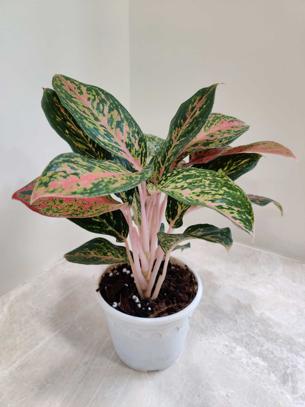 Aglaonema Lucky Red Plant In 12 Cm Pot – ChhajedGarden.com