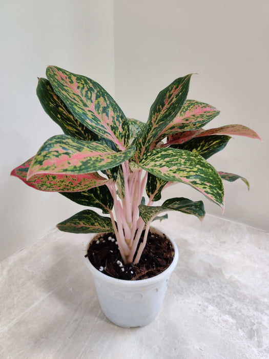 Aglaonema Lucky Red Plant In 12 Cm Pot