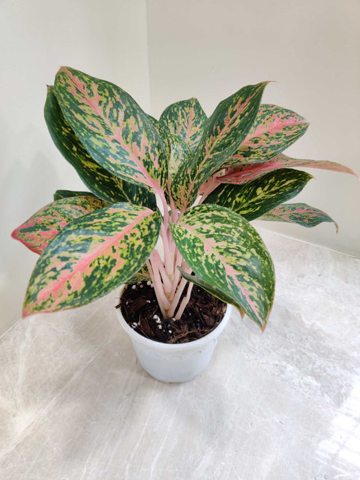 Aglaonema Lucky Red Plant In 12 Cm Pot