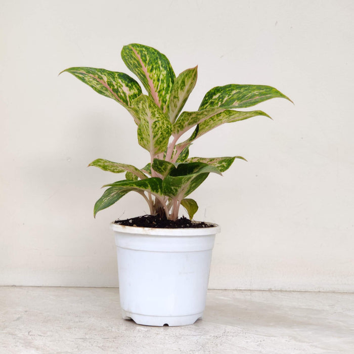 Aglaonema New Golden Powder Plant In 10 cm pot