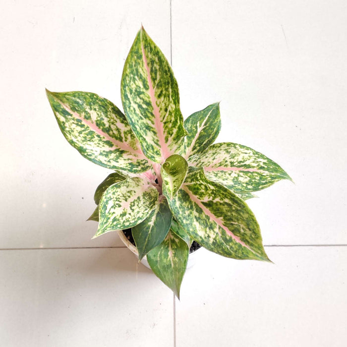 Aglaonema New Golden Powder Plant In 10 cm pot