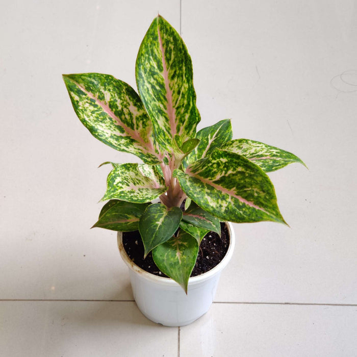 Aglaonema New Golden Powder Plant In 10 cm pot