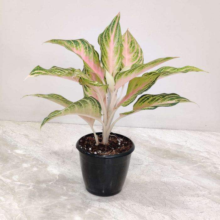 Aglaonema Peach Panama Plant In 12 cm pot
