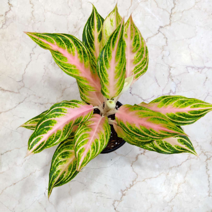 Aglaonema Peach Panama Plant In 12 cm pot