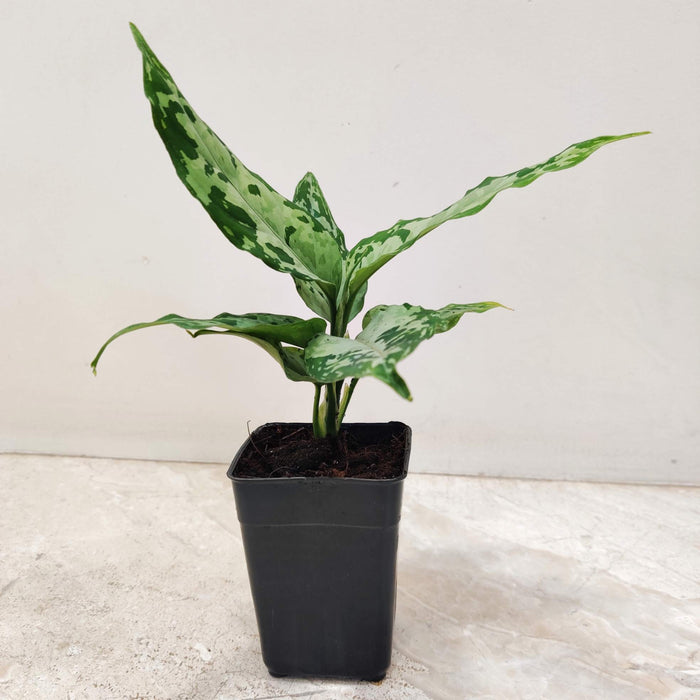 Aglaonema Pictum White Plant In 8.5 cm pot