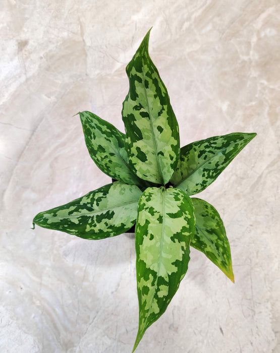 Aglaonema Pictum White Plant In 8.5 cm pot