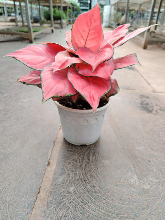 Aglaonema Pink Beauty Plant In  12 cm pot