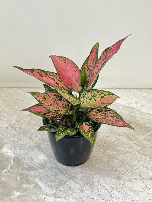 aglaonema pink beauty Aglaonema Pink Beauty Plant In 12 cm pot – ChhajedGarden.com