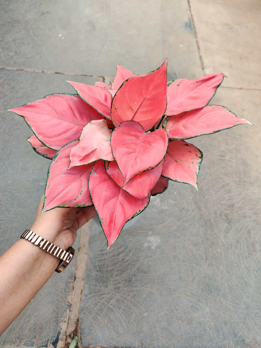 Aglaonema Pink Beauty Plant In  12 cm pot