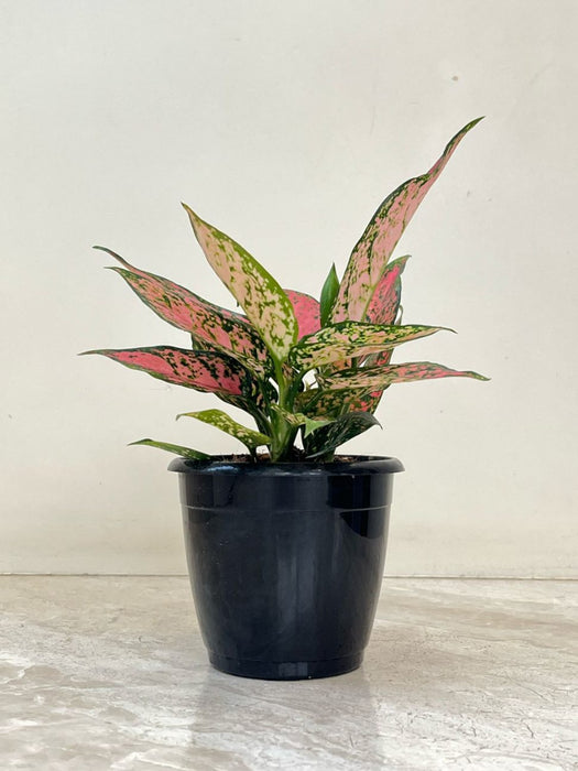 Aglaonema Pink Beauty  Plant In 12 cm pot