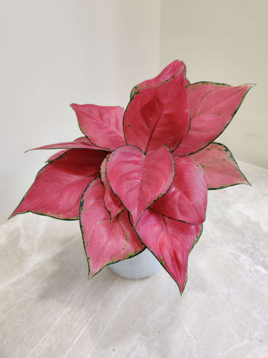 Aglaonema Pink Beauty Plant In  12 cm pot