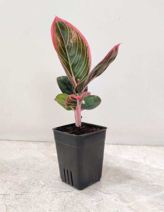 Aglaonema Pink Khanza Plant  7 Cm Pot