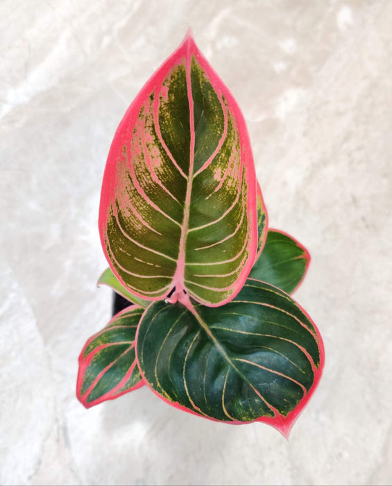 Aglaonema Pink Khanza Plant  7 Cm Pot