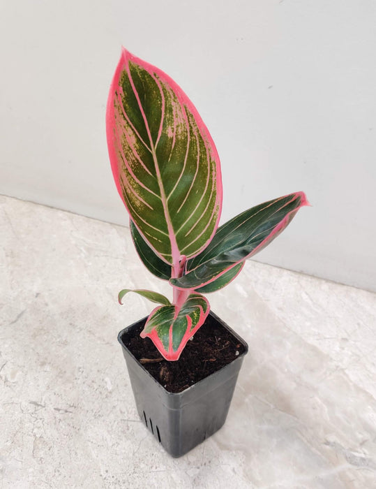 Aglaonema Pink Khanza Plant  7 Cm Pot