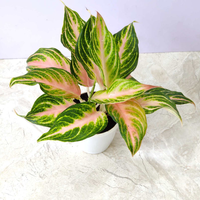 Aglaonema Pink Panama Plant 10 cm pot