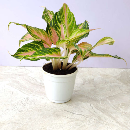 panama aglaonema Aglaonema Pink Panama Plant 10 cm pot – ChhajedGarden.com