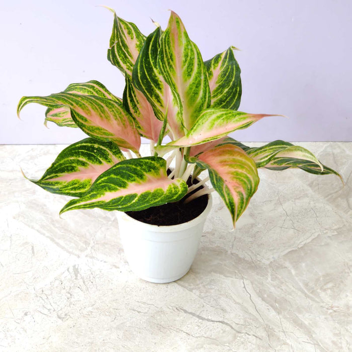 Aglaonema Pink Panama Plant 10 cm pot