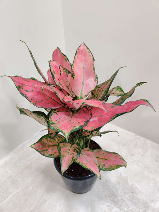 Aglaonema Pink Valentine Plant 12 Cm Pot