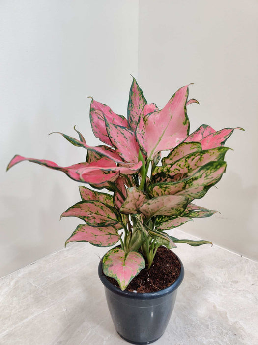 Aglaonema Pink Valentine Plant 12 Cm Pot