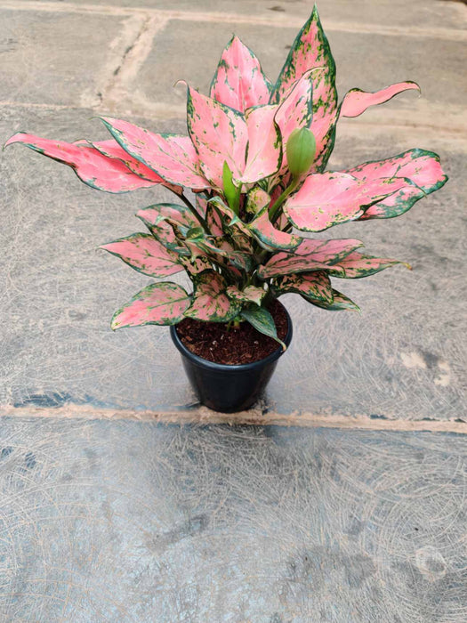 Aglaonema Pink Valentine Plant 12 Cm Pot